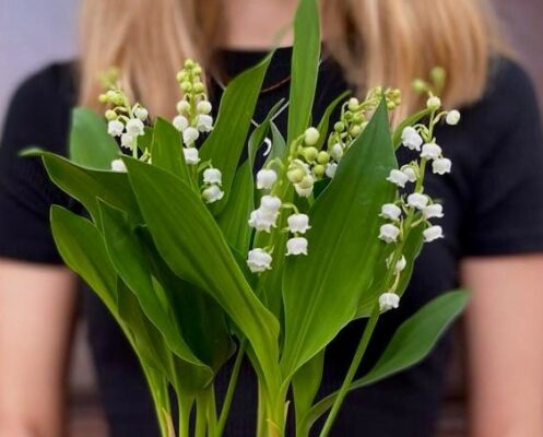 2024 04 29 Muguet Cedre Bleu 1 Retaillee